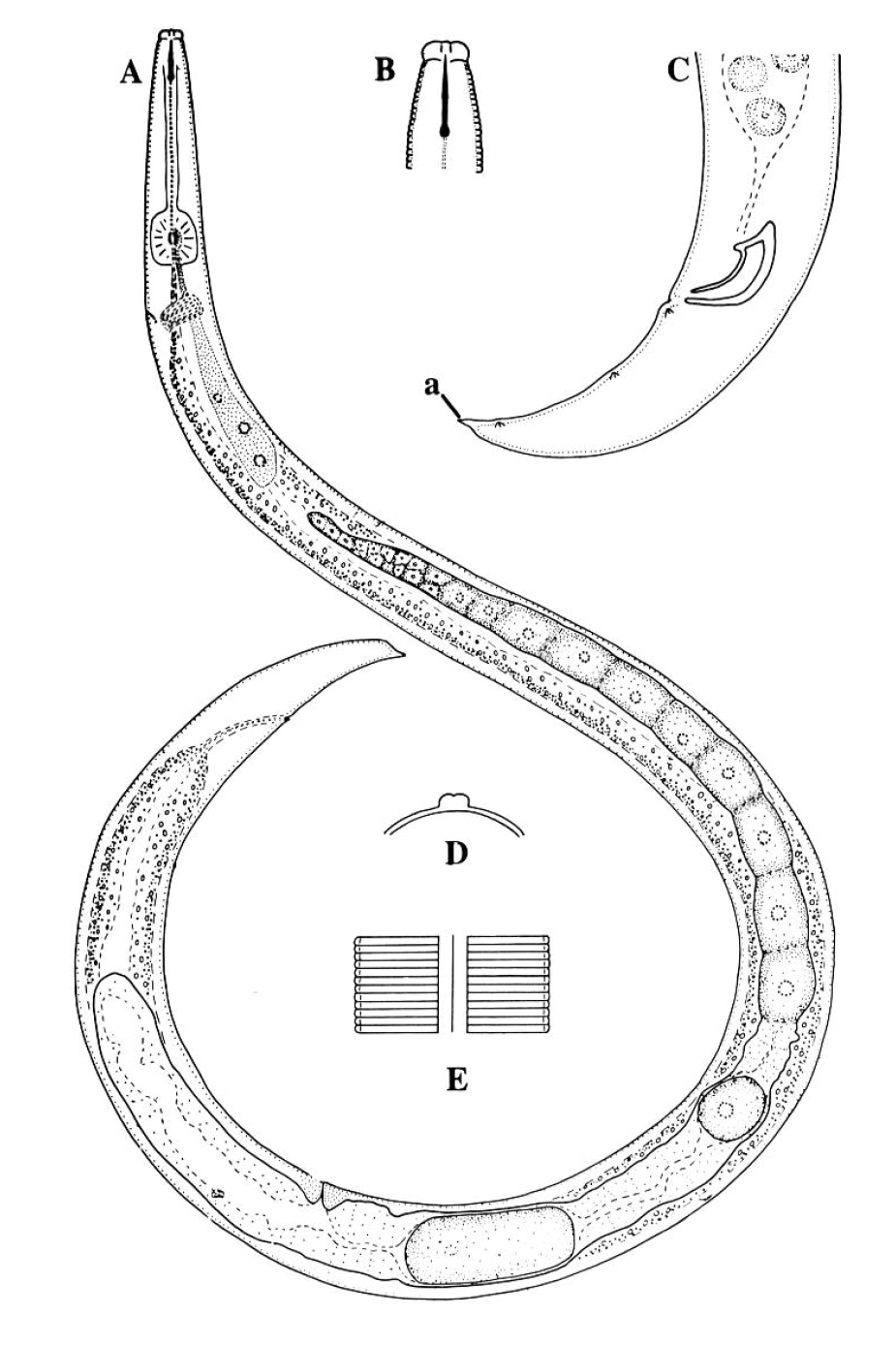 Aphelenchoides