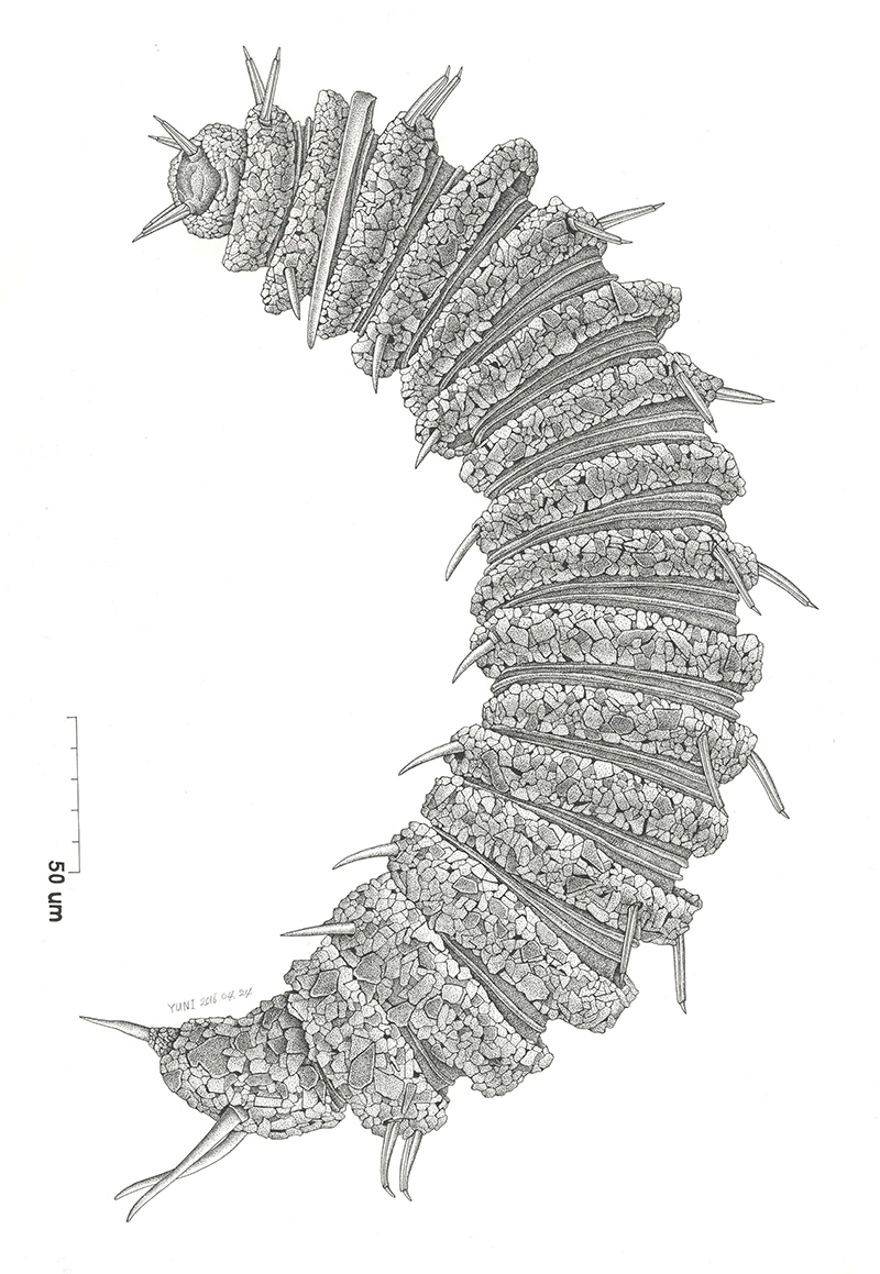 Desmoscolex body