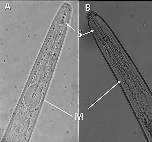 stomatostylet_metacorpus