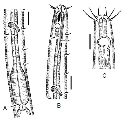 Cardia amphid