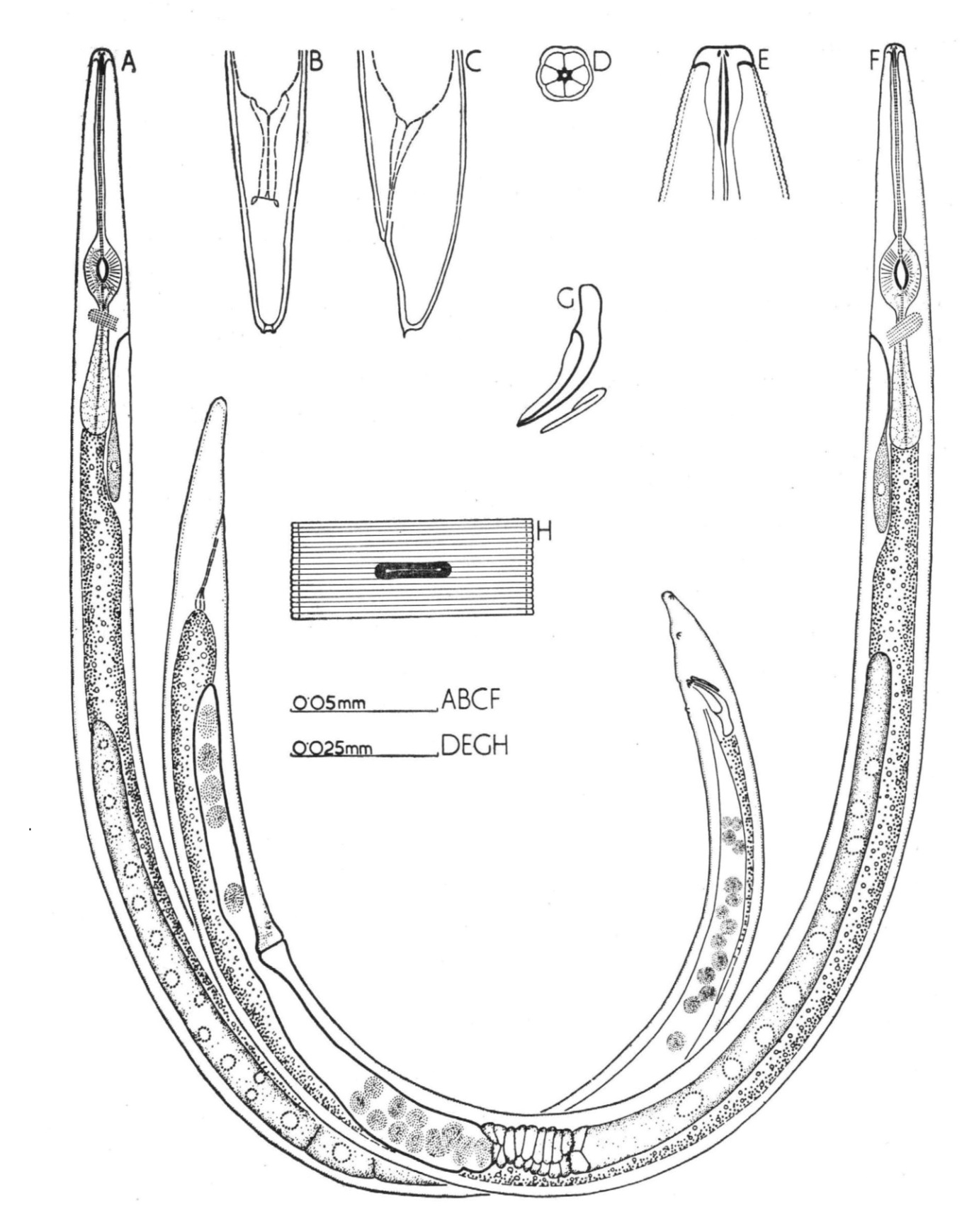 Paraphelenchus